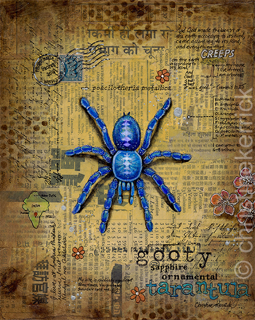 Gooty Sapphire Tarantula