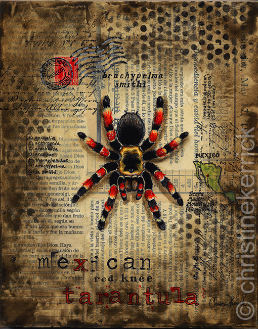Mexican Red-Knee Tarantula