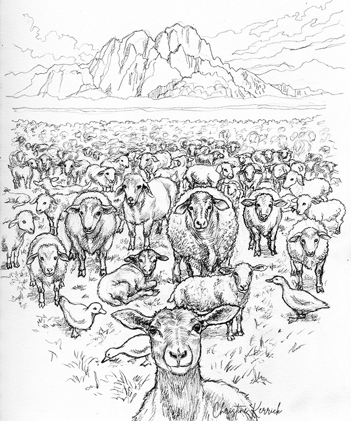large sheepfold-72-WEB